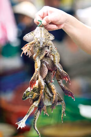 Điều đầu tiên và cũng là điều khá quan trọng khi muốn chế biến món thịt ếch đó là lựa chọn ếch rõ nguồn gốc. Ảnh: Gia đình lâm việt. 