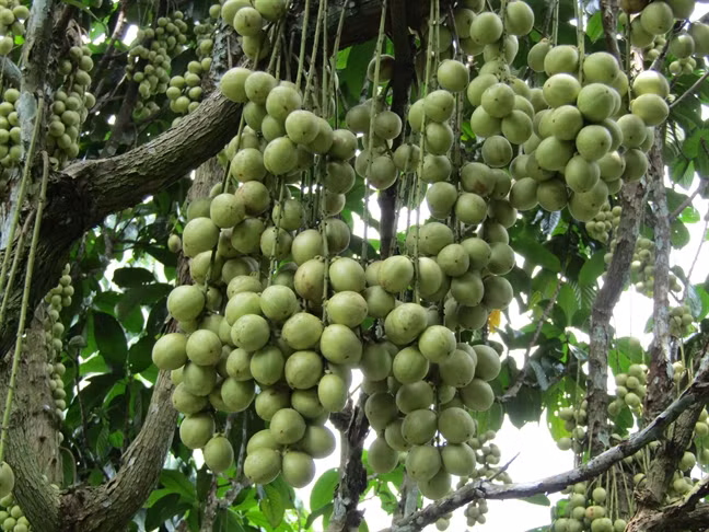 Dau sot gia, nha vuon vet sach hang khong du ban-Hinh-3