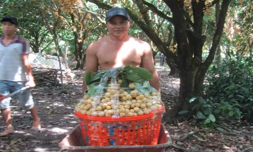 Dau sot gia, nha vuon vet sach hang khong du ban-Hinh-2