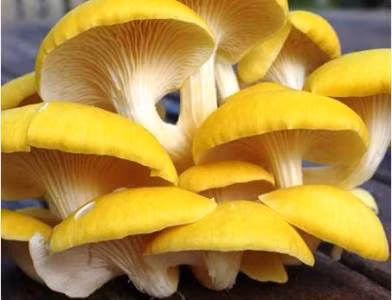 Các nhà khoa nghiên nghiên cứu còn phát hiện ra nấm bào ngư có khả năng phong chống bệnh ung thư rất hiệu quả. Ảnh:VTC.