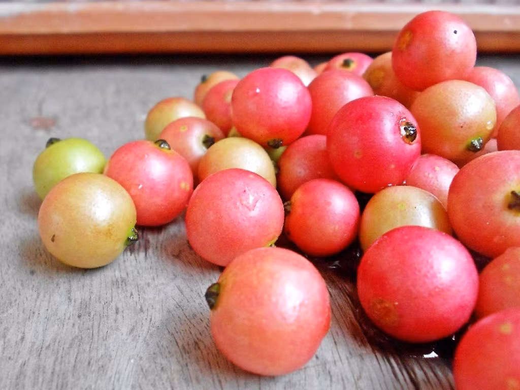 Mọi người có thể lấy quả cây trứng cá kết hợp với cả lá đem sấy khô, tán thành bột sau đó pha uống như uống trà thay cho nước hằng ngày. Ảnh: Starpress