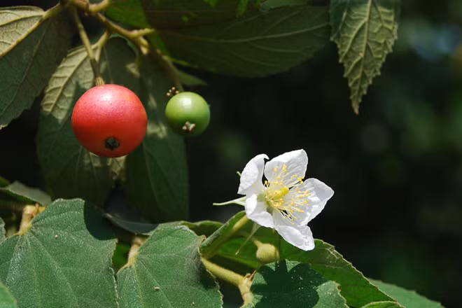 Không chỉ quả cây trứng cá mà lá, hoa và rễ của cây trứng cá cũng có rất nhiều lợi ích. Ảnh: Zing. 