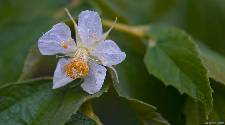 Trà từ lá cây trứng cá cũng có thể dùng cho những trường hợp bị viêm nhiễm, sốt cao, giảm đau, phòng chống ung thư… Ảnh: Khỏe online. 