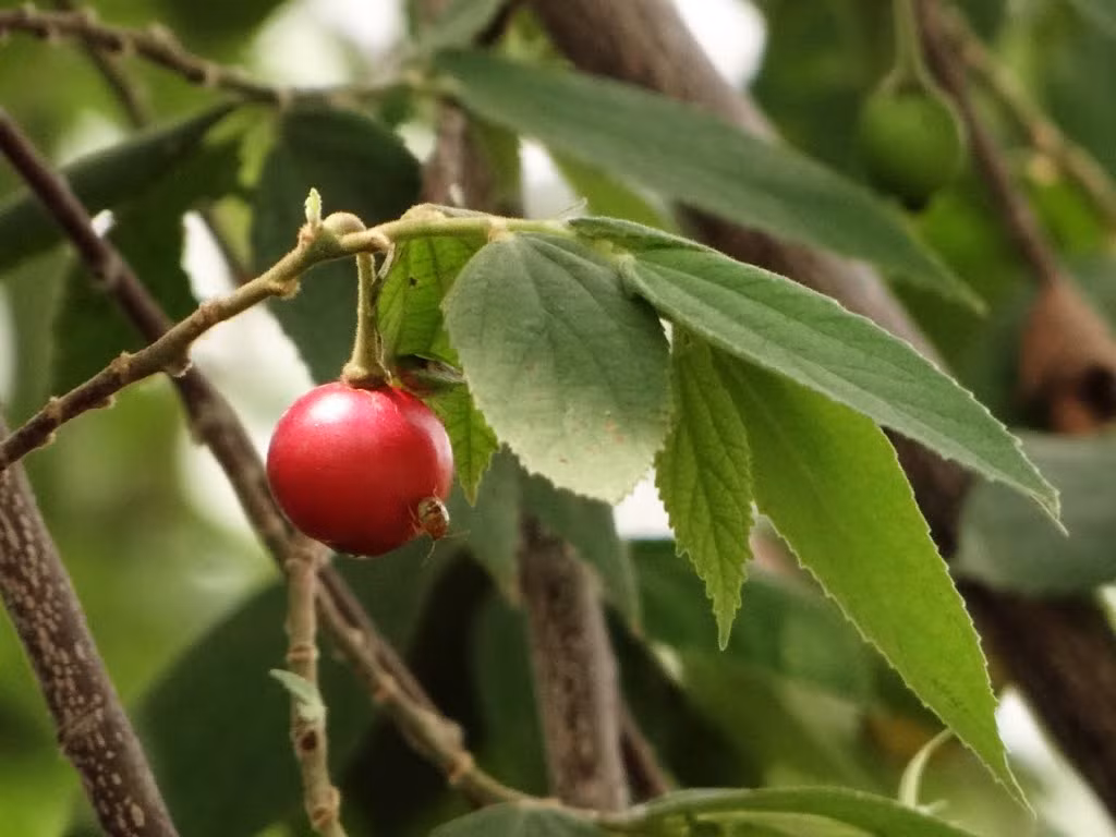 Lá trứng cá hãm nước uống rất tốt cho hệ tiêu hóa, giảm triệu chứng đầy hơi, chướng bụng, giúp xoa dịu các cơn đau của bệnh dạ dày… Ảnh: Panoramio