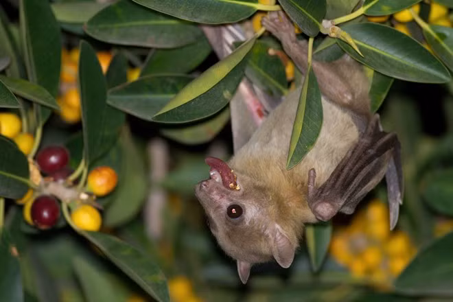 Phân dơi trị hôi nách: trước khi đi ngủ mọi người lấy một ít bột phân dơi đem hòa với nước đậu bôi trực tiếp vào vùng nách dưới cánh tay để qua đêm, sáng ngủ dậy mới rửa lại. Làm liên tục trong nhiều ngày để có hiệu quả. (Thông tin trong bài viết chỉ mang tính tham khảo, mọi người cần hỏi ý kiến bác sĩ trước khi sử dụng). Ảnh: Đời sống pháp luật. 