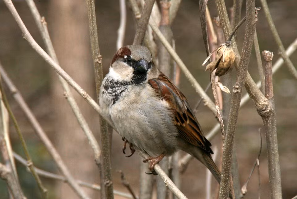 Từ xưa các tài liệu đã đề cập đến khả năng chữa bệnh của phân chim sẻ rất nhiều. Phân chim có tính ôn, hơi độc, đắng có thể trị sán khí, các bệnh ở mắt, trừ trướng, mụn nhọt… Ảnh: Pixabay. 