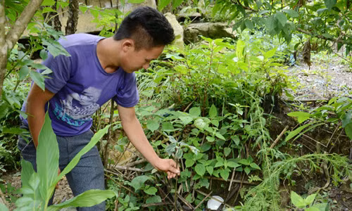 “San” cay ran can don chua duoc ung thu, gia cu 2 trieu dong/kg