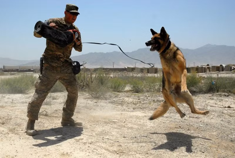Như một vũ công điêu luyện, người lính Mỹ thực hiện bài diễn tập dò tìm bom mìn với một chú chó huấn luyện tại căn cứ Bagram, Afghanistan. Nguồn ảnh: Wiki