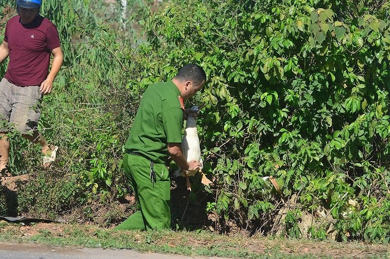 Nhà xe cho biết, sau khi tai nạn họ đã gom được gần 700 con vịt còn sống. Ngoài một số ít vịt chết và bị xe cán qua thì hàng trăm con đã bị bắt mất.