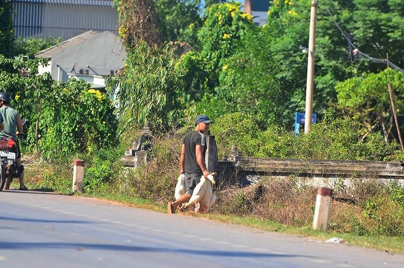 Vụ tai nạn khiến tài xế bị thương nhẹ ở chân nhưng toàn bộ 1.800 con vịt trên thùng tải tràn xuống đường, chạy loạn trên quốc lộ 1. Sau khi xảy ra sự việc rất nhiều người đến hiện trường chung tay tìm bắt số vịt còn sống, gom lại giúp người gặp nạn. Tuy nhiên, có nhiều người khác kéo đến "hôi của".