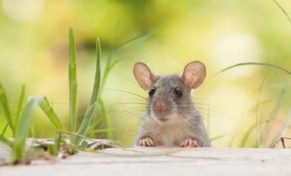 Top 4 tuoi giau nhat thang 12 am: tien nhieu nhu nuoc-Hinh-2