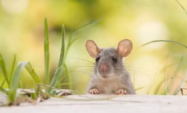 Top 4 tuoi giau nhat thang 12 am: tien nhieu nhu nuoc-Hinh-2