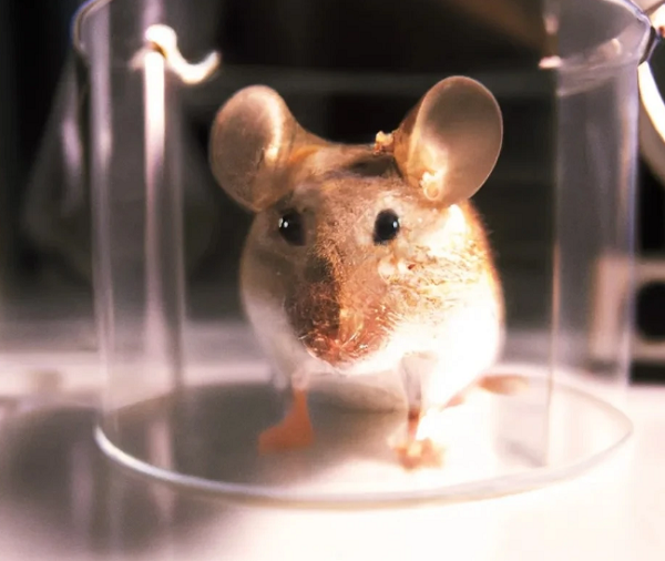 Chuot bach “day” con nguoi cach song tho