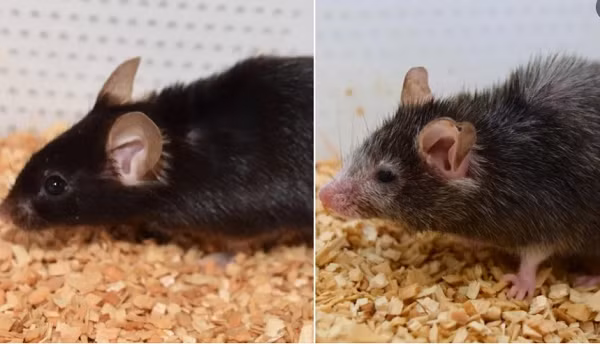 Chuot bach “day” con nguoi cach song tho-Hinh-2