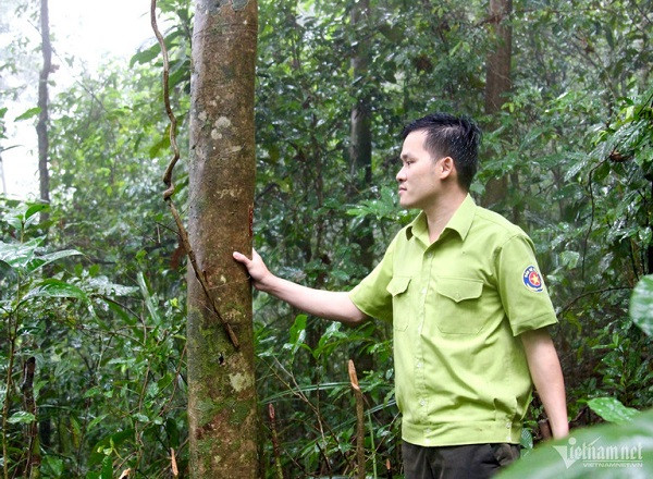 Rung che 'tien vua' tram tuoi duoc bao ve nghiem ngat o Binh Dinh-Hinh-5