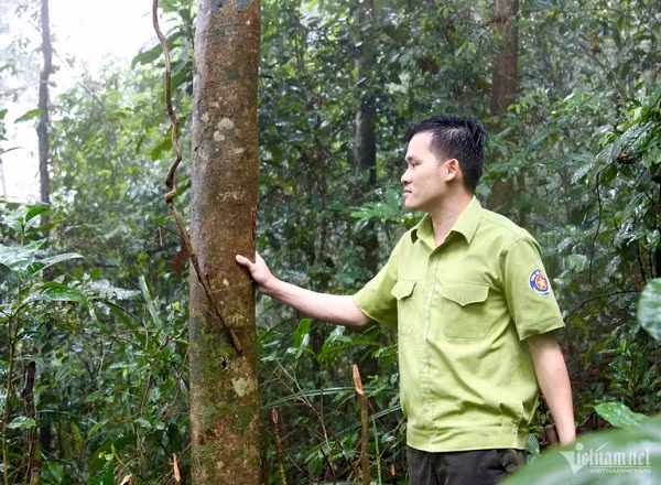 Rung che 'tien vua' tram tuoi duoc bao ve nghiem ngat o Binh Dinh-Hinh-5