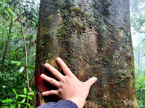 Rung che 'tien vua' tram tuoi duoc bao ve nghiem ngat o Binh Dinh-Hinh-4