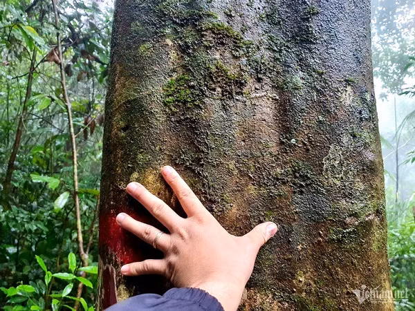 Rung che 'tien vua' tram tuoi duoc bao ve nghiem ngat o Binh Dinh-Hinh-4