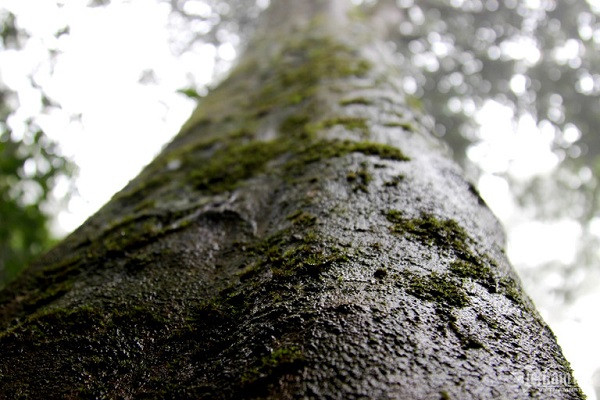 Rung che 'tien vua' tram tuoi duoc bao ve nghiem ngat o Binh Dinh-Hinh-3