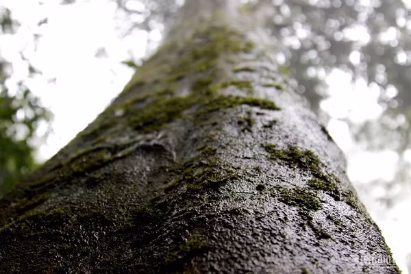 Rung che 'tien vua' tram tuoi duoc bao ve nghiem ngat o Binh Dinh-Hinh-3