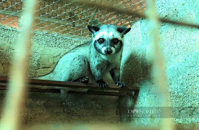 Ăn nên làm ra nhờ thuần hóa và nuôi con động vật hoang dã - Hình 4 An nen lam ra nho thuan hoa va nuoi con dong vat hoang da-Hinh-4