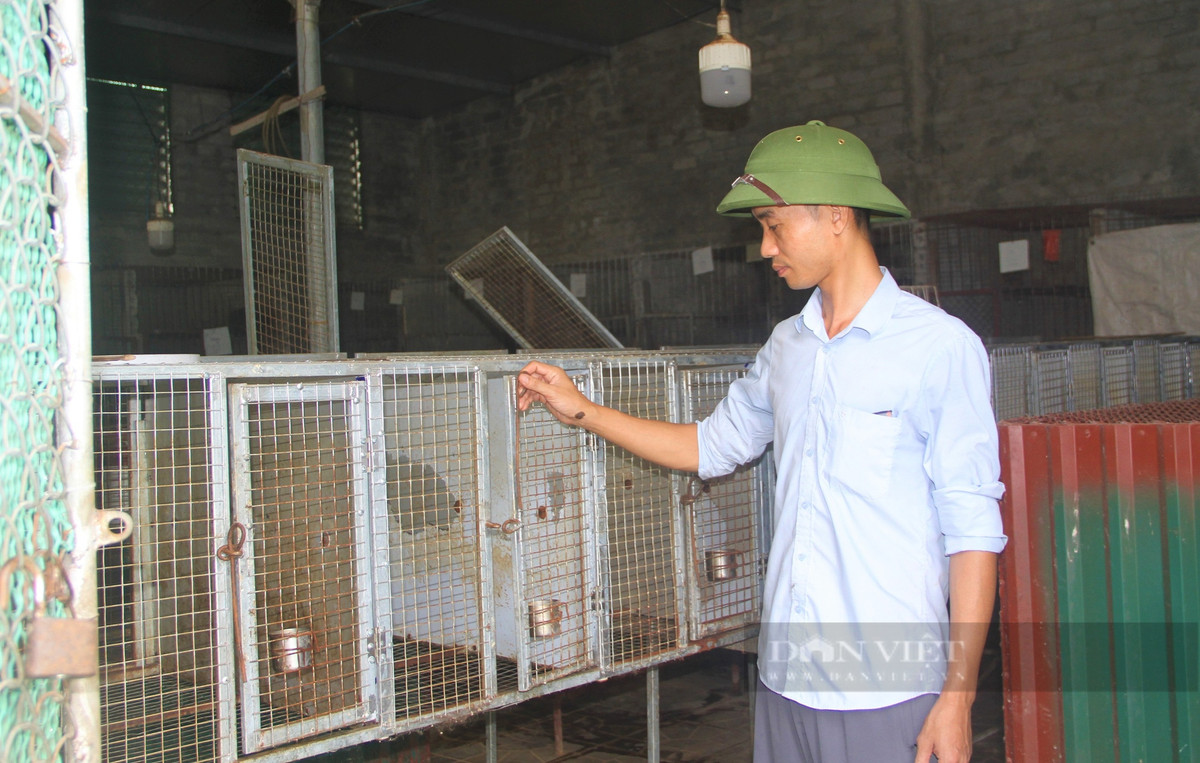 Ăn nên làm ra nhờ thuần hóa và nuôi con động vật hoang dã - Hình 11 An nen lam ra nho thuan hoa va nuoi con dong vat hoang da-Hinh-11