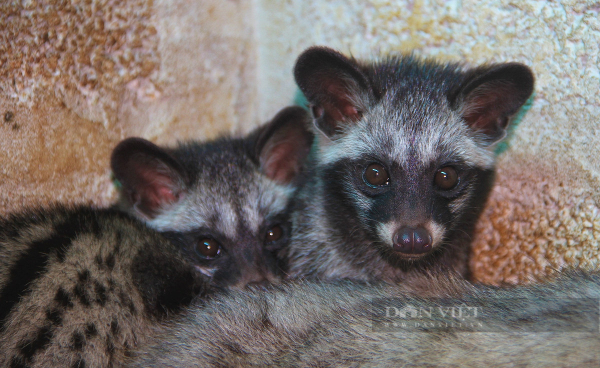 Ăn nên làm ra nhờ thuần hóa và nuôi con động vật hoang dã - Hình 10 An nen lam ra nho thuan hoa va nuoi con dong vat hoang da-Hinh-10