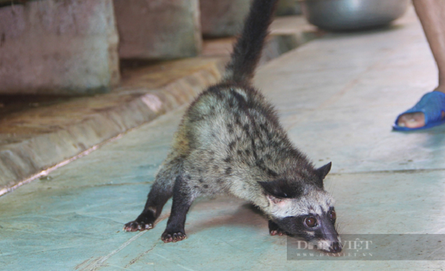 Ăn nên làm ra nhờ thuần hóa và nuôi con động vật hoang dã - Hình 7 An nen lam ra nho thuan hoa va nuoi con dong vat hoang da-Hinh-7