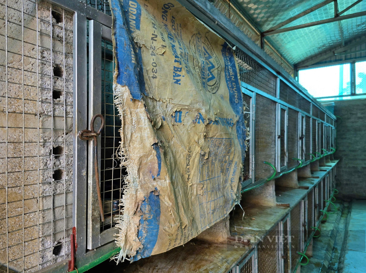 Ăn nên làm ra nhờ thuần hóa và nuôi con động vật hoang dã - Hình 8 An nen lam ra nho thuan hoa va nuoi con dong vat hoang da-Hinh-8