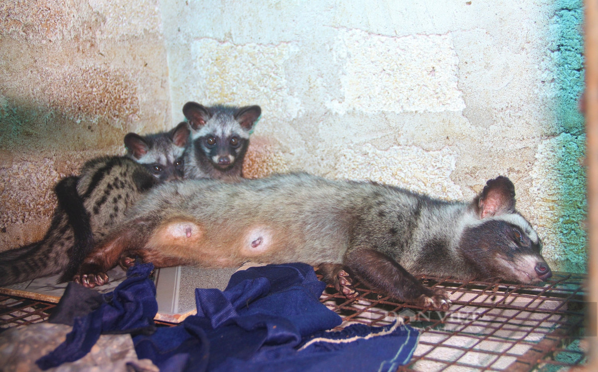 Ăn nên làm ra nhờ thuần hóa và nuôi con động vật hoang dã - Hình 9 An nen lam ra nho thuan hoa va nuoi con dong vat hoang da-Hinh-9