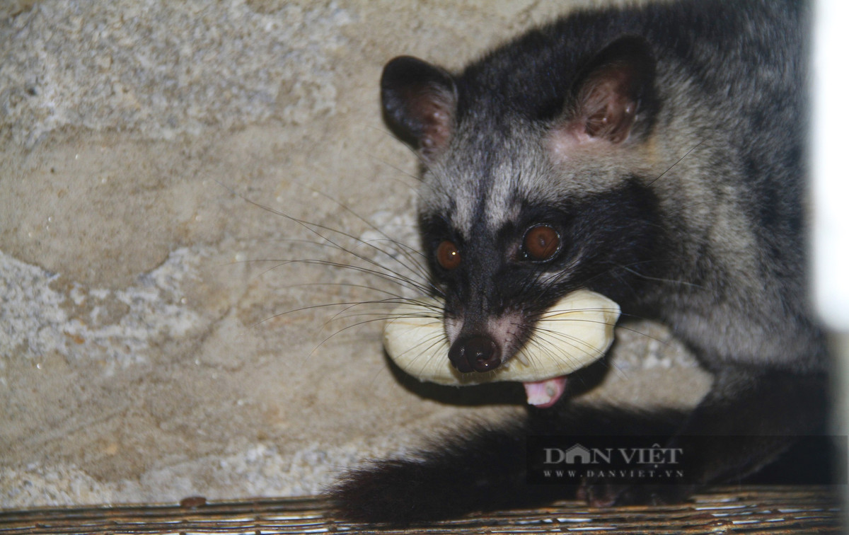 Ăn nên làm ra nhờ thuần hóa và nuôi con động vật hoang dã - Hình 6 An nen lam ra nho thuan hoa va nuoi con dong vat hoang da-Hinh-6