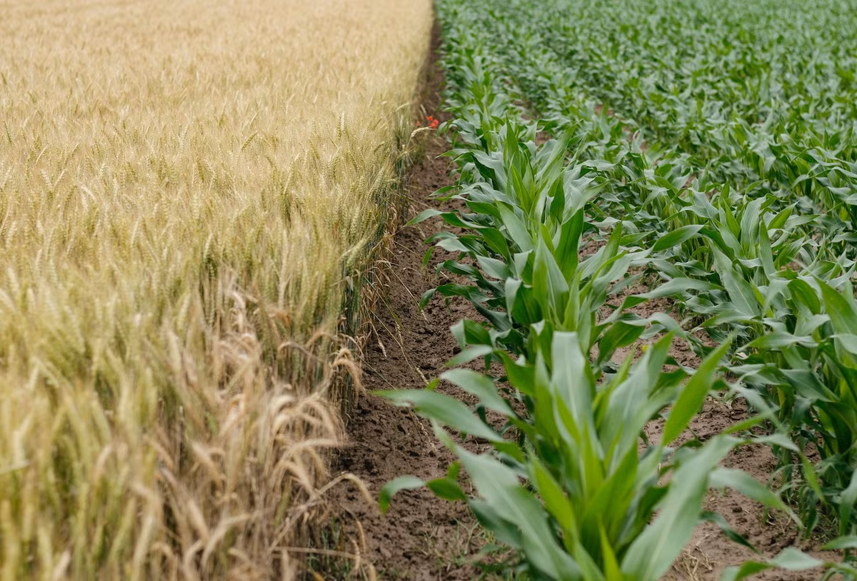 Giam bien doi khi hau voi nong nghiep tai sinh-Hinh-2