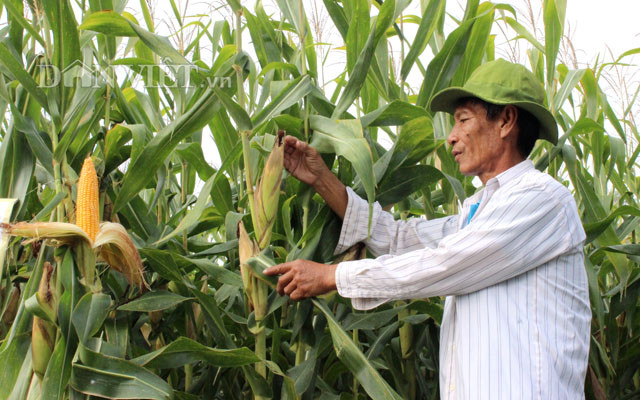 Bắp BĐG tốn ít công chăm sóc... Ảnh: Nguyên Vỹ.