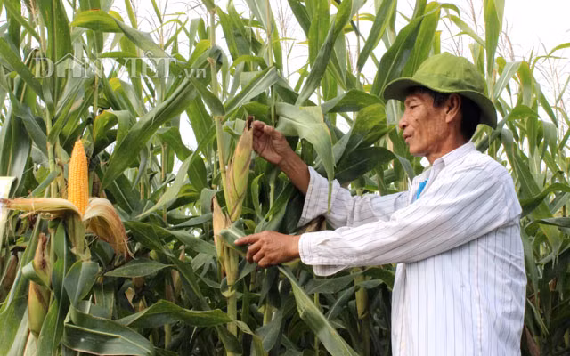 Bắp BĐG tốn ít công chăm sóc... Ảnh: Nguyên Vỹ.