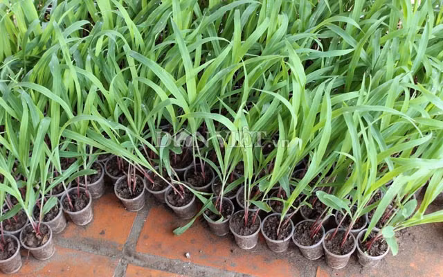 Bắp BĐG có đặc tính kháng sâu bệnh cao. Ảnh: Nguyên Vỹ.