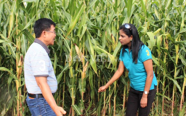 Trên thế giới, đã có 24 quốc gia cho phép canh tác cây trồng BĐG. Ảnh: Nguyên Vỹ