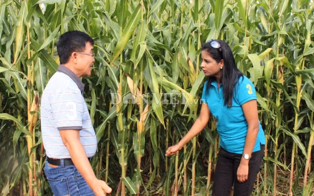 Trên thế giới, đã có 24 quốc gia cho phép canh tác cây trồng BĐG. Ảnh: Nguyên Vỹ