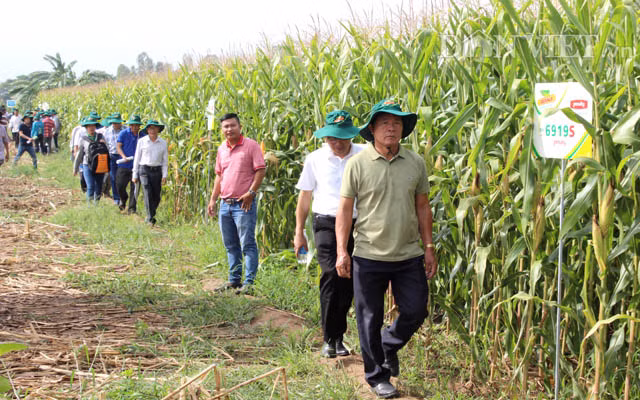 Ngày càng nhiều nông dân quan tâm đến bắp BĐG. Ảnh: Nguyên Vỹ.