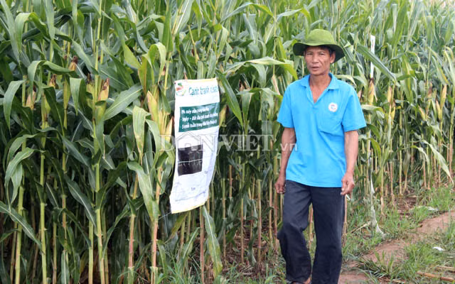 Ông Huỳnh Văn Đắng chuyển sang trồng bắp BĐG từ đầu năm 2018. Ảnh: Nguyên Vỹ.