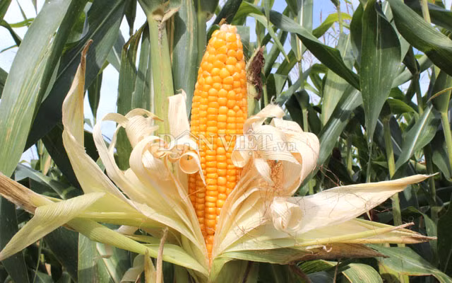 ... nên nông dân tận dụng tốt hơn quỹ thời gian nông nhàn để nâng cao thêm thu nhập. Ảnh: Nguyên Vỹ.