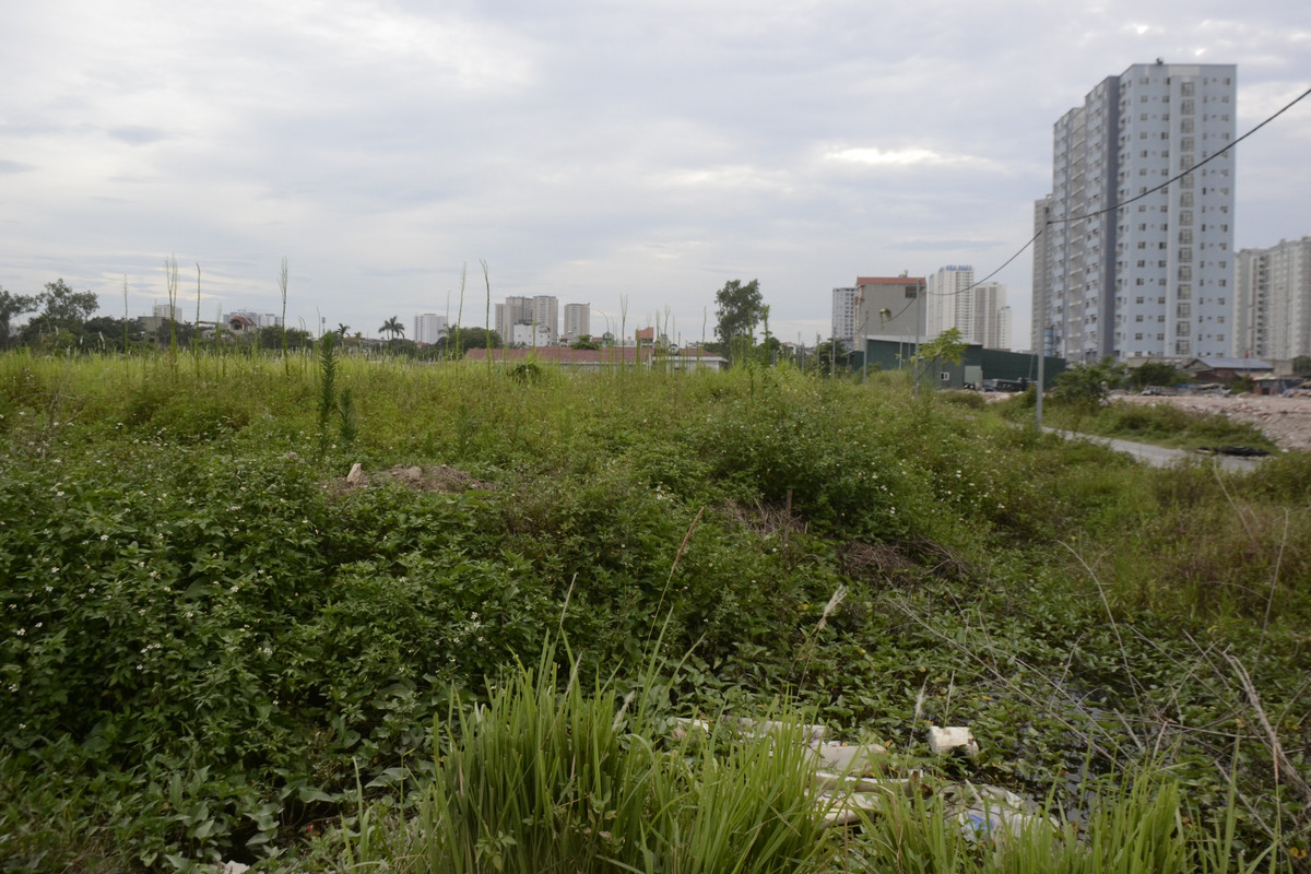 Các loại cỏ dại mọc um tùm quanh khu đất.