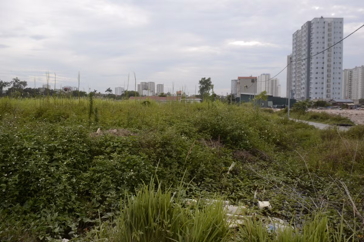 Các loại cỏ dại mọc um tùm quanh khu đất.