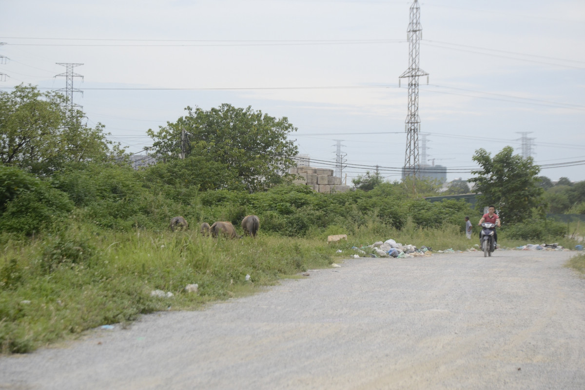 Thậm chí nới đây còn được tận dụng để chăn thả gia súc.