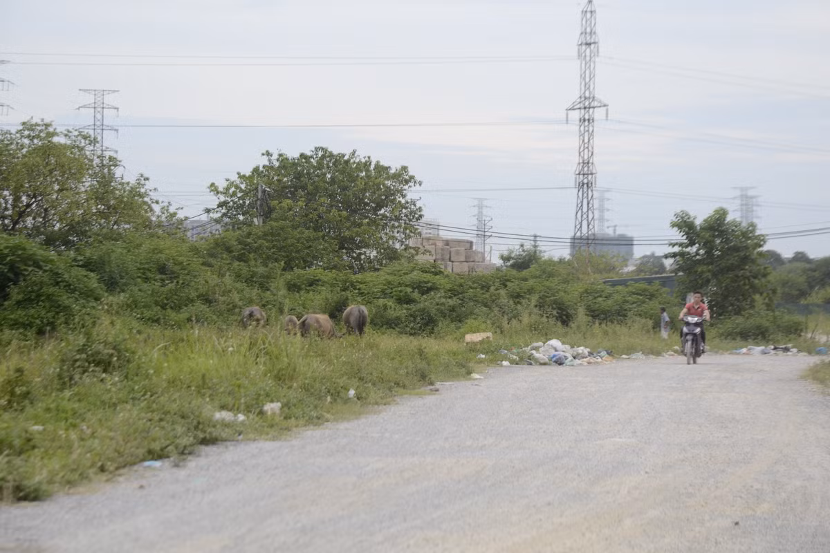 Thậm chí nới đây còn được tận dụng để chăn thả gia súc.