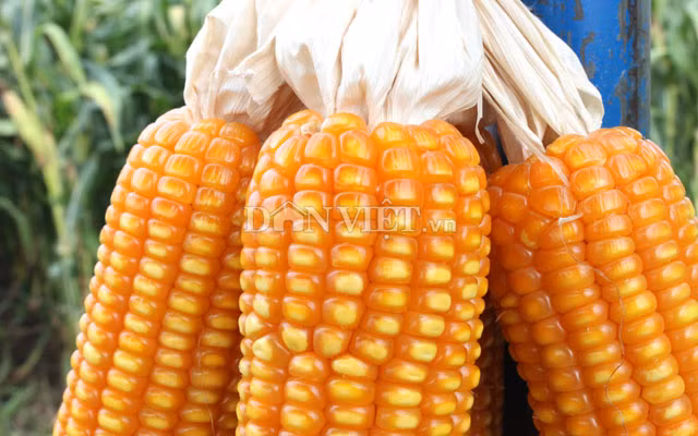 Nhiều giống bắp BĐG đã được Việt Nam công nhận và cho thương mại hóa. Ảnh: Nguyên Vỹ