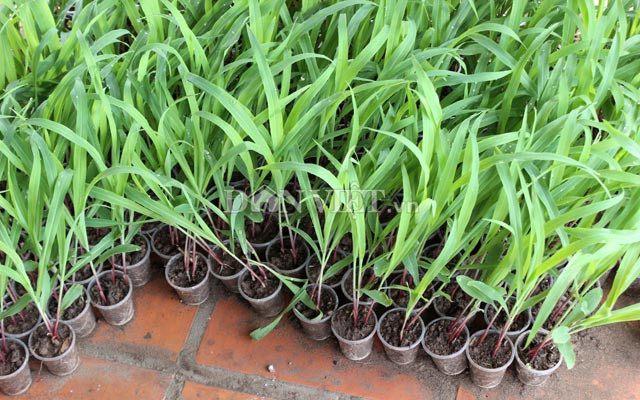 Bắp BĐG có đặc tính kháng sâu bệnh cao. Ảnh: Nguyên Vỹ.