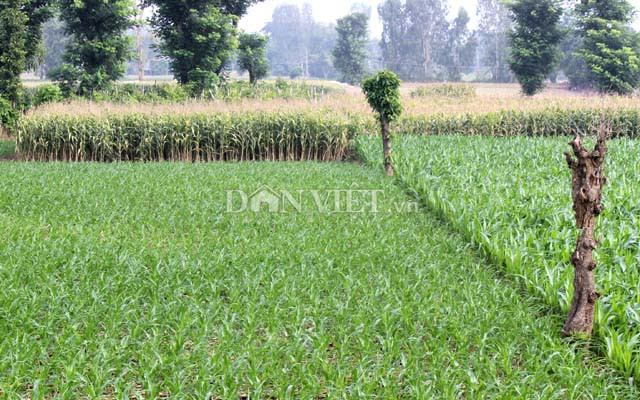 Diện tích ruộng bắp BĐG tiếp tục gia tăng tại Việt Nam. Ảnh: Nguyên Vỹ.