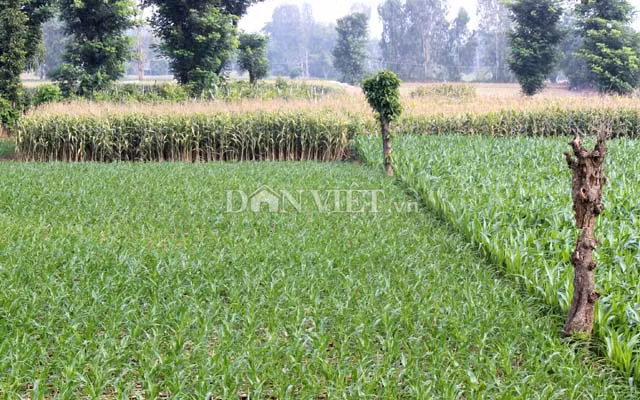 Diện tích ruộng bắp BĐG tiếp tục gia tăng tại Việt Nam. Ảnh: Nguyên Vỹ.