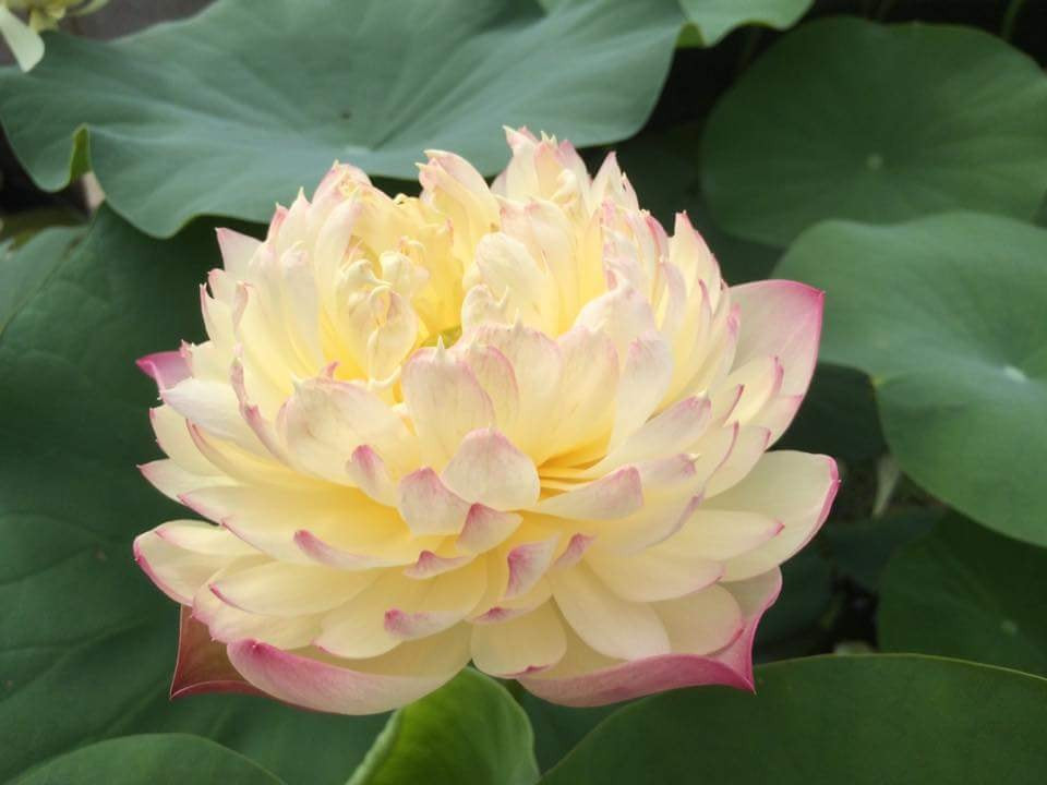 Hoa sen vàng kép viền hồng. Ảnh: FB Bùi Quang Vinh.