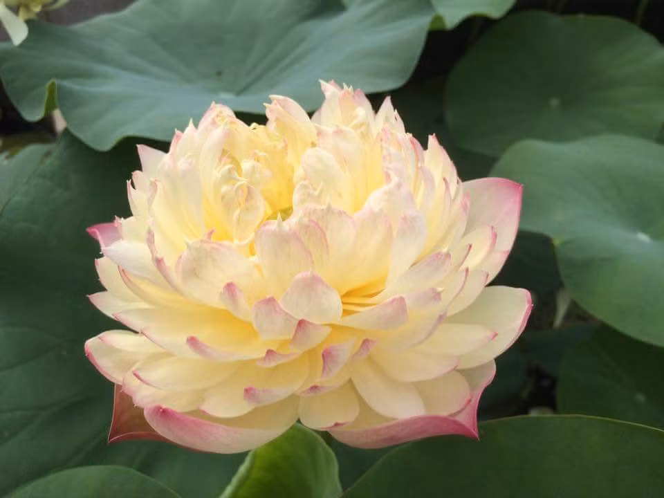 Hoa sen vàng kép viền hồng. Ảnh: FB Bùi Quang Vinh.